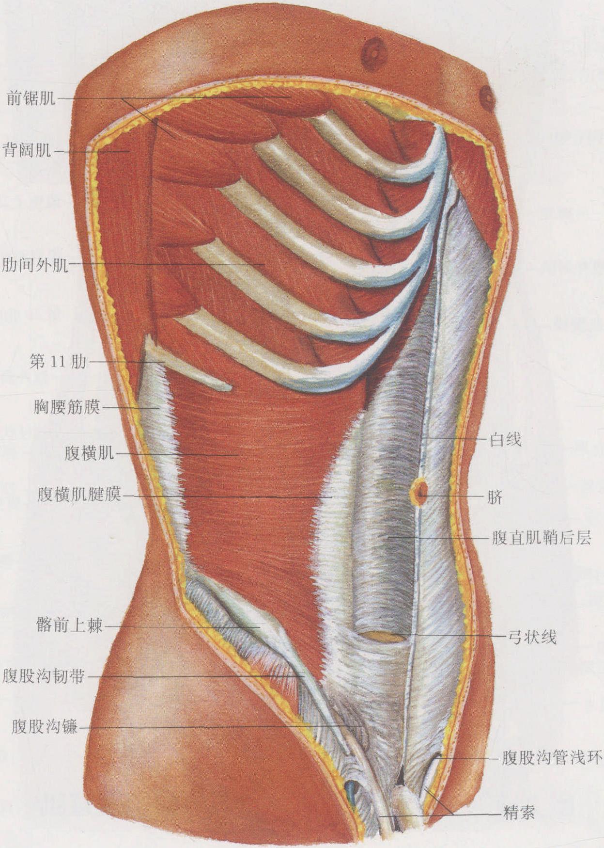 腹膜后隙的结构(2)-外科解剖学-医学